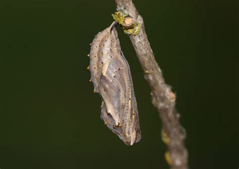What is a cocoon that looks like a dead leaf?
