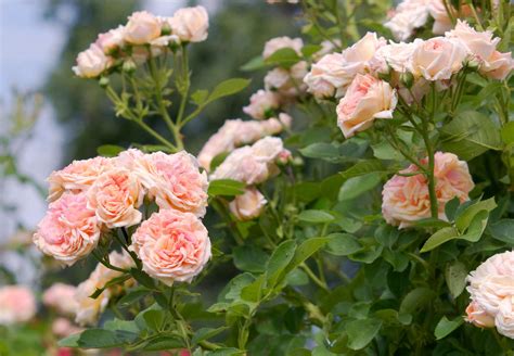 What is a creeping rose?