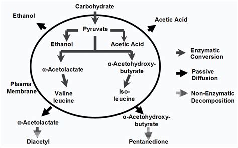 What is a diacetyl rest after fermentation?