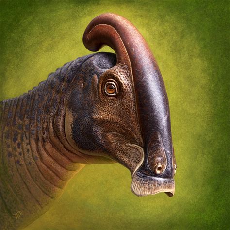 What is a dinosaur face type?