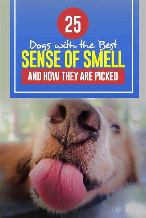 What is a dogs favorite smell?