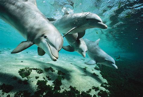 What is a dolphin family called?