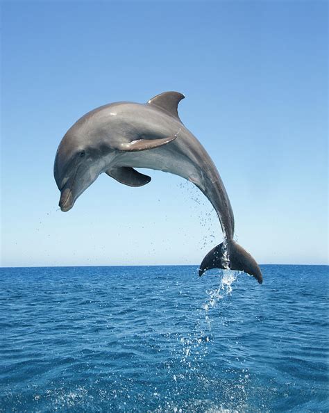 What is a dolphin jump?