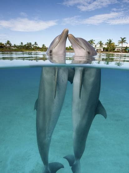 What is a dolphin kiss?