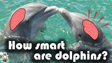 What is a dolphins IQ?