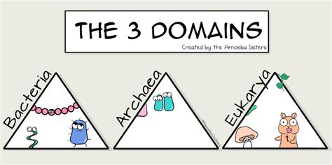 What is a domain in science for kids?