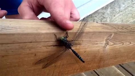 What is a dragonfly handshake?