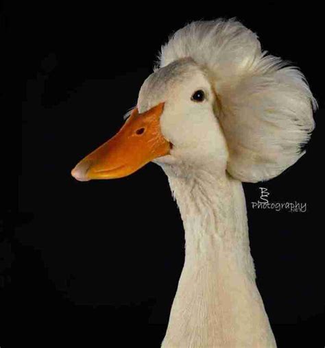 What is a duck haircut?