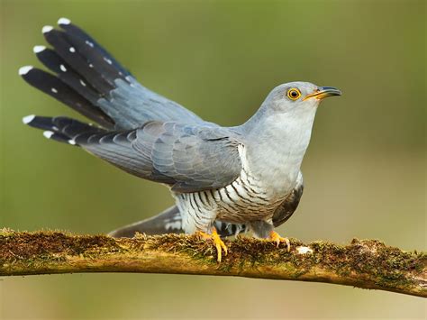 What is a fact about cuckoos?