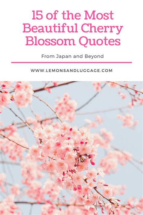 What is a famous quote about blossoms?