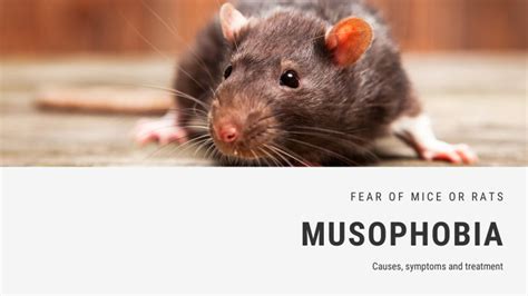 What is a fear of mice called?