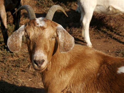 What is a female goat?
