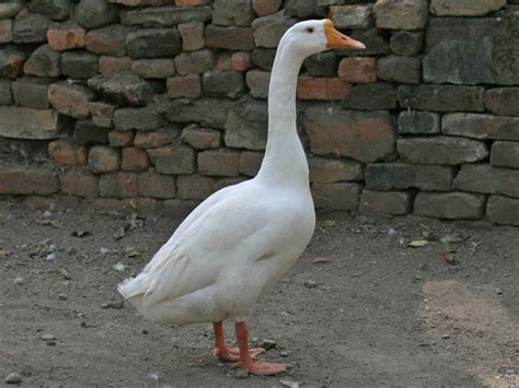 What is a female goose?