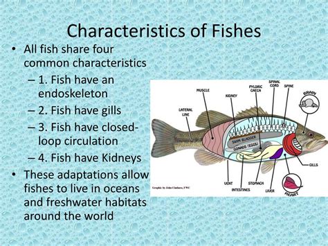 What is a fish like personality?