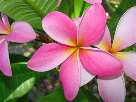 What is a flower with 5 petals called?