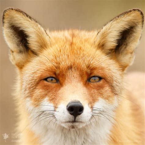 What is a fox face type?