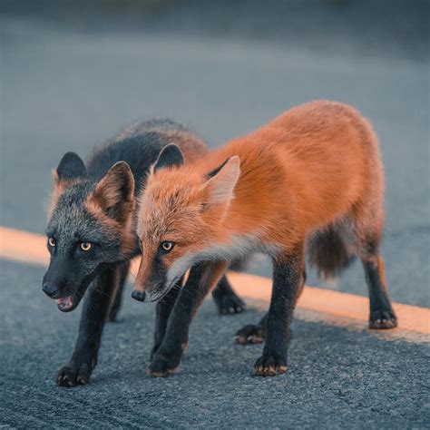 What is a fox like person?