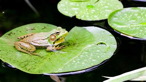 What is a frog that lives in a flower?