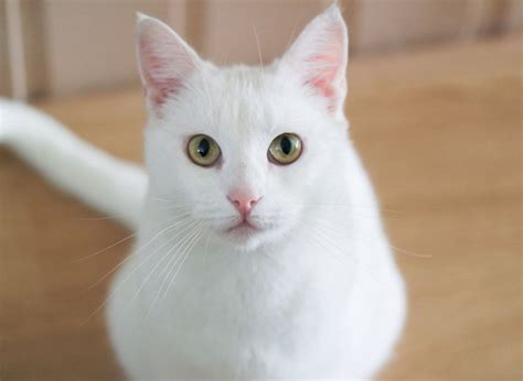 What is a fully white cat called?