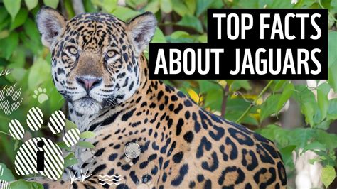 What is a fun fact about a jaguar?