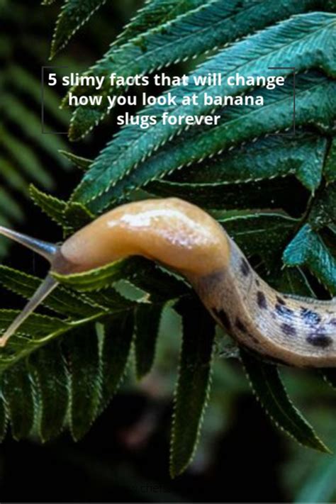 What is a fun fact about banana slugs?