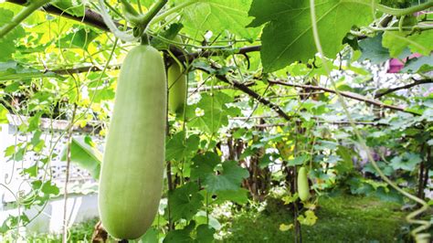 What is a fun fact about bottle gourd?