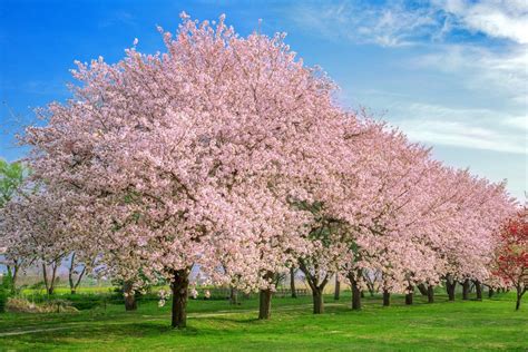 What is a fun fact about cherry blossoms?