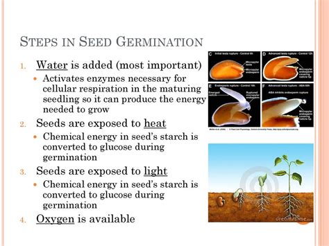 What is a germination assay?