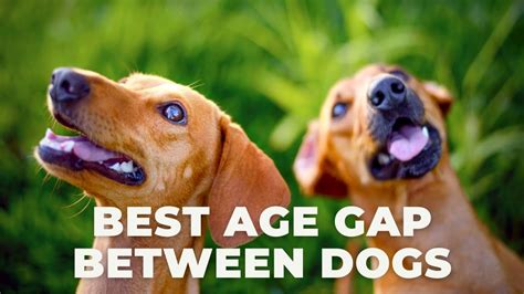 What is a good age gap between dogs?