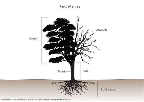 What is a good description of a tree?