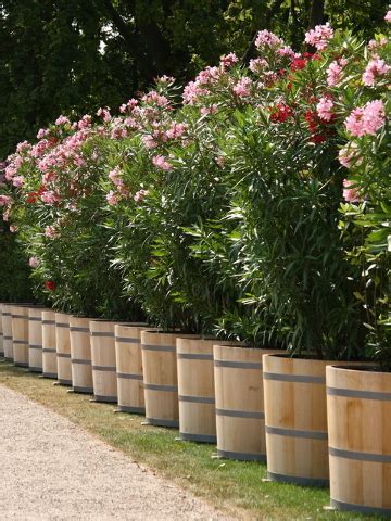 What is a good fertilizer for oleanders?