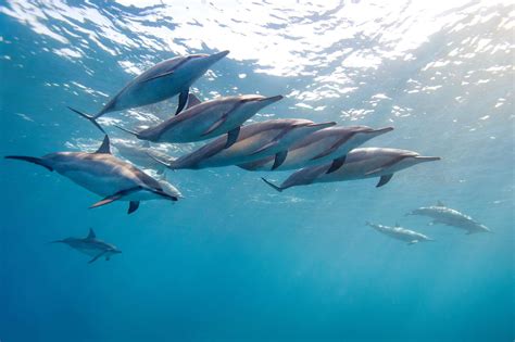 What is a group of dolphins?
