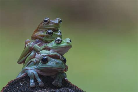 What is a group of frogs called?