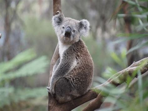 What is a group of koala called?