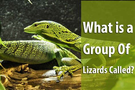 What is a group of lizards called?