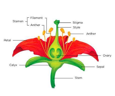 What is a group of sepals called?