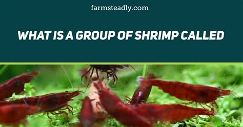 What is a group of shrimp called?