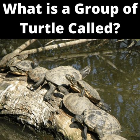 What is a group of turtles called?