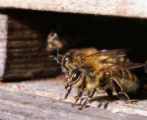 What is a guard bee?