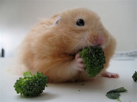 What is a hamster's favorite vegetable?