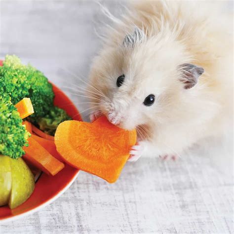 What is a hamsters favorite vegetable?