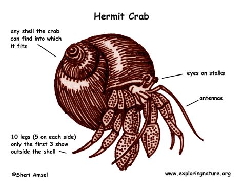 What is a hermit crabs body language?