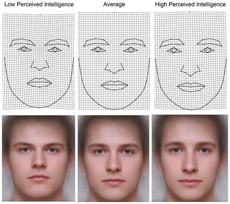 What is a high IQ face shape?
