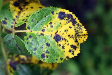 What is a home remedy for black spots on plants?