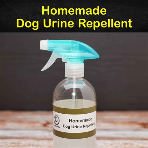 What is a homemade dog pee cleaning solution?