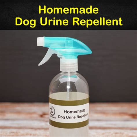 What is a homemade dog urine remover?