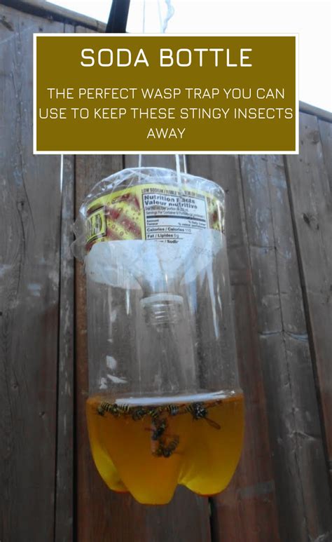 What is a homemade wasp killer?