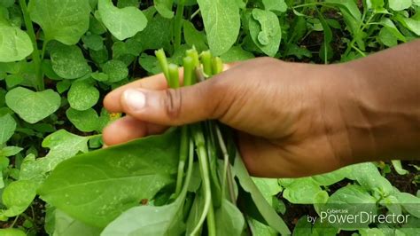 What is a huckleberry vegetable in Cameroon?