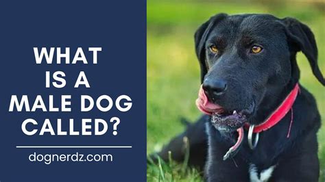 What is a male dog called?