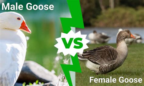 What is a male goose?